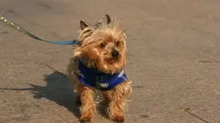 Unforgettable Summer Adventures with Your Yorkie