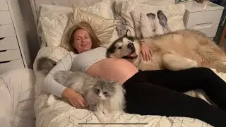 DOGS PROTECT BABY BUMP | ALASKAN MALAMUTE