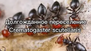 Теперь кремы в новом доме) 