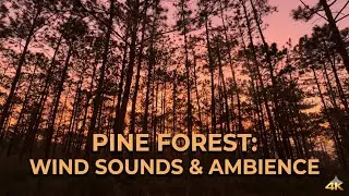 Golden Sunset in Pine Forest: Wind Sounds & Real Nature Ambience (30 Minutes)