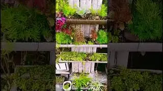 old cement pipe garden on bamboo Wall #shortsfeed #viral