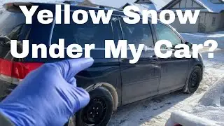 Bright Yellow Snow Under Your Car - Coolant, Animal or Chemical Reaction?