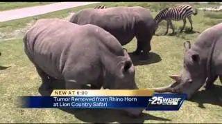 Rhino recovering after tumor removed from horn at Lion Country Safari