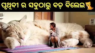 ଦୁନିଆର ସବୁଠାରୁ ବଡ଼ ବିଲେଇ କୁ||Odia Video||Odia Fact Bhaina Odia||Odia Video||Odia Biggest Cart Odia.