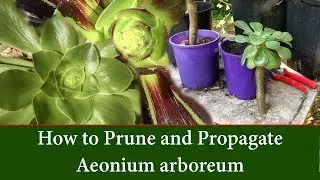 How to Prune and Take Cuttings of Aeonium arboreum - The Tree Aeonium