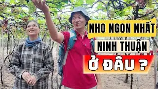 Nho ngon nhất Ninh Thuận ở đâu? Sự thật gây choáng: Không phải cứ mang giống đi trồng là ngon.