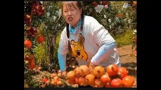 Awesome  Technology: Pomegranate Cultivation - Pomegranate Farm and Harvest