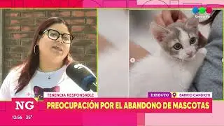 ONGs y voluntarios no dan abasto frente al abandono de mascotas 