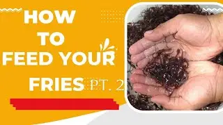 Catfish Fries Management pt. 2// 10 days old Fries// Feeding