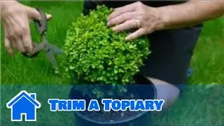 Maintaining & Pruning Shrubs : How to Trim a Topiary