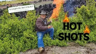 Hot Shots- Fireproof landscape plants