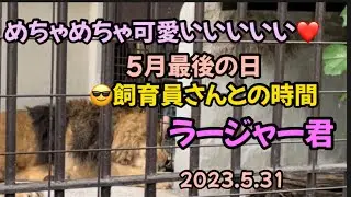 2023.5.31🦁ラージャー君と😎飼育員さん5月最後の日#野毛山動物園#インドライオン#ラージャー