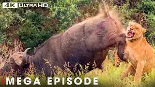 Fearless Prey MEGA EPISODE | Greatest Fights in the Animal Kingdom | Wildlife Documentary