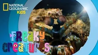 Shrimp Packs A Powerful Punch 🍤 | Freaky Creatures
