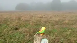 DigiBird singing in the fog.