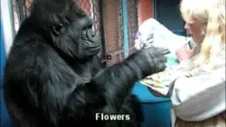 Koko learns a new sign: Butterfly