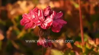 Vibrant Geranium and Sheep&rsquo;s Sorrel | Himalayan garden beauty