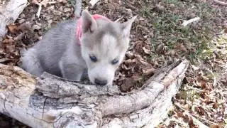 Pomsky girls