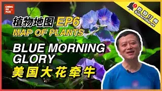 植物界“蓉漂”美国大花牵牛 巴掌大的渐变花朵最爱古建筑！|Chengdu Plus