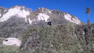 frog gainer / kong gainer / pasha gainer