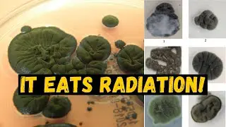 This Alien Fungi Eats RADIATION!