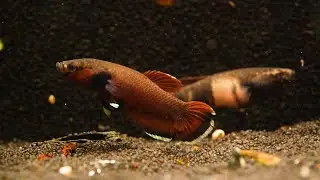 Roter Laubkampffisch - Betta channoides