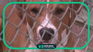 PSPCA waiving all pet adoption fees on May 24