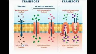 passive and active transport