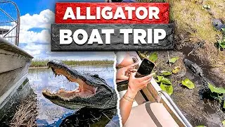 Alligator Adventure: Exploring the Florida Swamps by Boat!