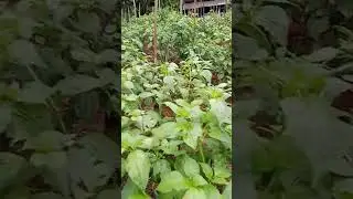 Siapa yang kalau refresh enaknya liat yang ijo ijo?... #tanaman #hijau #cabaihijau #berkebun #poc