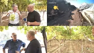 Furti d'uva, ladri spietati nel Barese. Agricoltori all'attacco: 