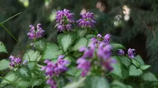 Spotted Nettle (Lamium maculatum)