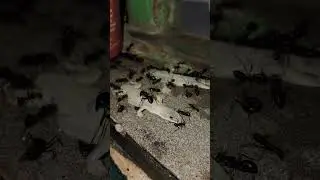 Это животное голодно