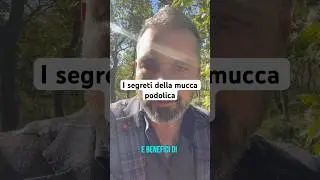 I Segreti Nutrizionali della Mucca Podolica: Un Viaggio nel Gusto e nel Benessere