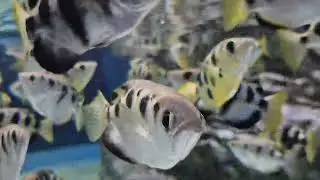 물총고기(Archer fish)