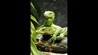 Monitor Lizard Varieties and Habitats