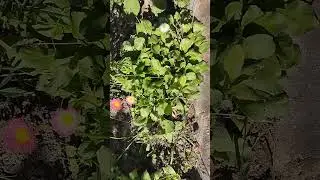 ещё немного лета🤩#summer#summergarden#shortvideo#shorts#short