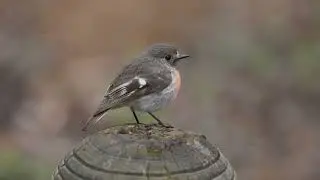 Scarlet Robin | Dryandra