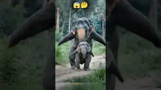 Elephant Amazing Dance funny l trending shorts #shorts #shortsfeed #dance  #video #vairalvideo #yt