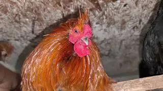 Крыса снова копает… Чёрный гребень у петуха.