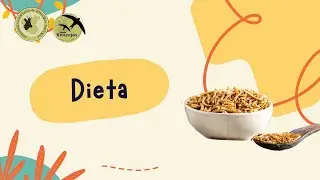 Dieta del vencejo