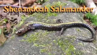 Shenandoah Salamander: An Endangered Species That Needs Our Help