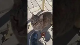 Южные кошечки и коты греются на солнце 🌞 #топ #cat #animals #cute #horse #chat #лошади #love #funny
