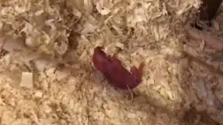 Nachwuchs im M&auml;usek&auml;fig