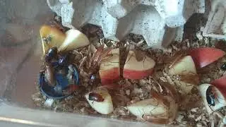 Туркменские тараканы (Shelfordella tartara) трапезничают яблоками