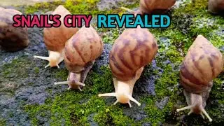 Snails Metropolis, Unveiling the Hidden Wonders of Colony Life #Snails #SnailsMetropolis #arindim 