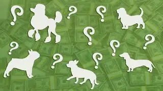 Top 10 Most Expensive Dogs breeds in the World (2021) | Most Pricey Dog
