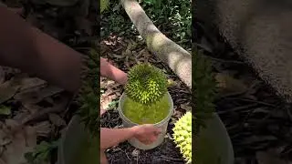 A unique technique used by village farmers to protect durian fruits from pest attacks #shorts