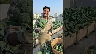 Broccoli farming 🥦🧺🥦part -5 #reels #shorts