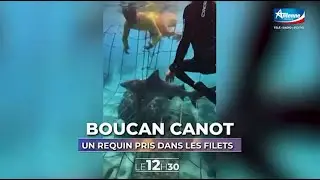 🇷🇪🦈 Le requin bouledogue n'a pas été abattu, mais mort d’asphyxie - 12/11/2025